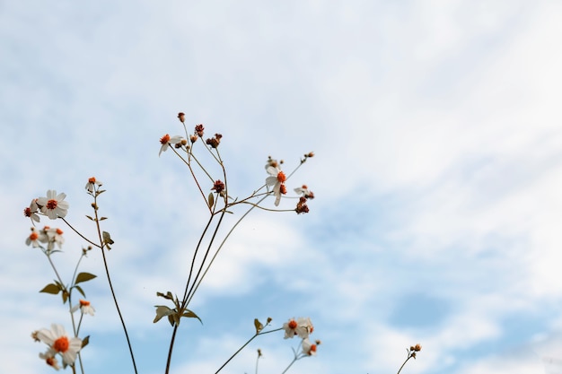 Fondo de flor de verano de estilo vintage