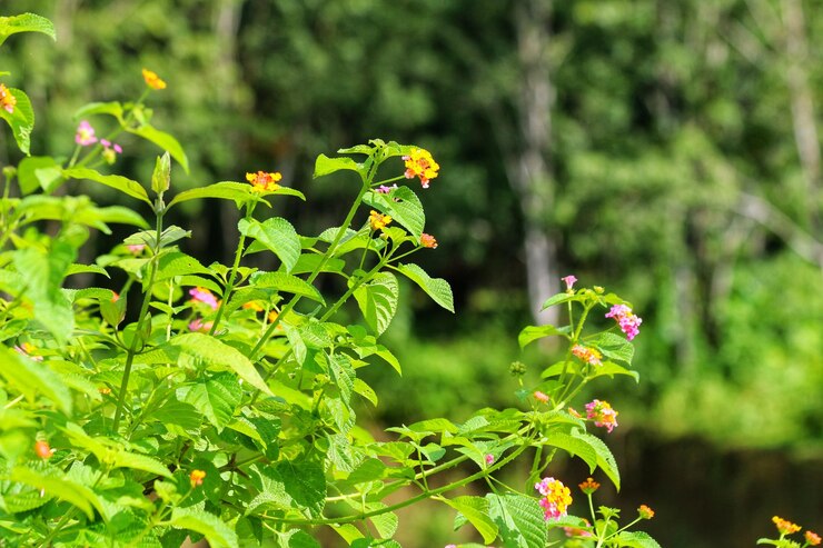 Fondo flor verano naturaleza árbol hoja de primavera floral belleza jardín verde color naranja planta roja
