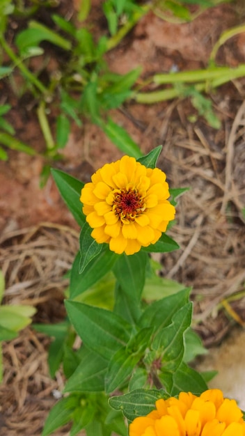 Fondo de flor de zinnia de la naturaleza