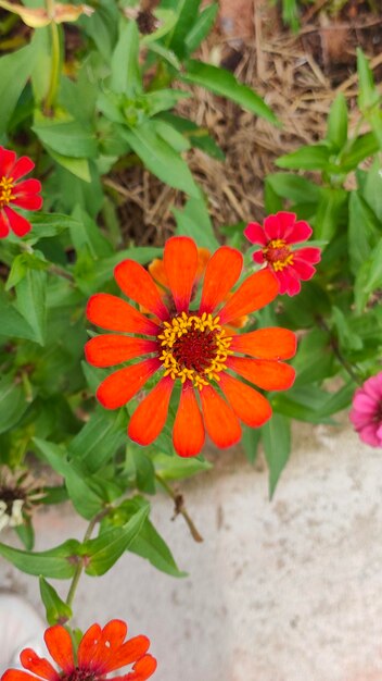 Fondo de flor de zinnia de la naturaleza