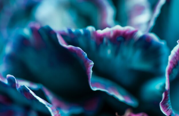 Fondo floral abstracto azul flor de clavel macro flores telón de fondo para el diseño de la marca de vacaciones