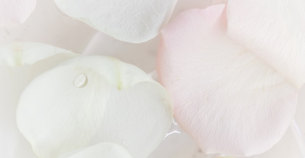 Fondo floral abstracto de enfoque suave flor rosa blanca flores macro telón de fondo para la marca de vacaciones