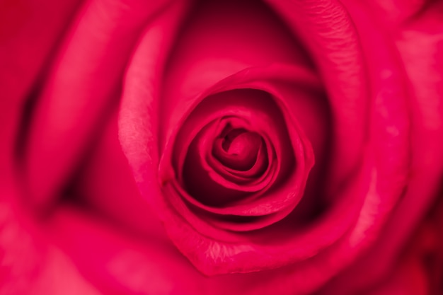 Fondo floral abstracto de enfoque suave flor rosa roja flores macro telón de fondo para la marca de vacaciones