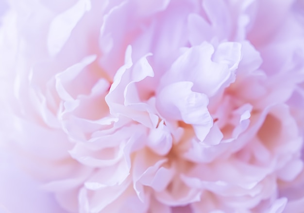 Fondo floral abstracto de enfoque suave pétalos de flores de peonía rosa pálido telón de fondo de flores macro