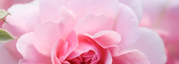 Fondo floral abstracto de enfoque suave rosa rosa flor macro flores telón de fondo para la marca de vacaciones