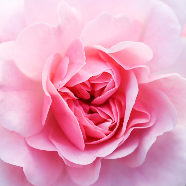 Foto fondo floral abstracto de enfoque suave rosa rosa flor macro flores telón de fondo para la marca de vacaciones