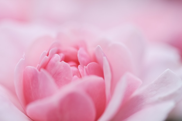 Fondo floral abstracto de enfoque suave rosa rosa flor macro flores telón de fondo para la marca de vacaciones