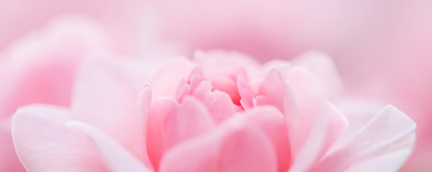 Fondo floral abstracto de enfoque suave rosa rosa flor macro flores telón de fondo para la marca de vacaciones