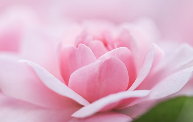 Fondo floral abstracto de enfoque suave rosa rosa flor macro flores telón de fondo para la marca de vacaciones