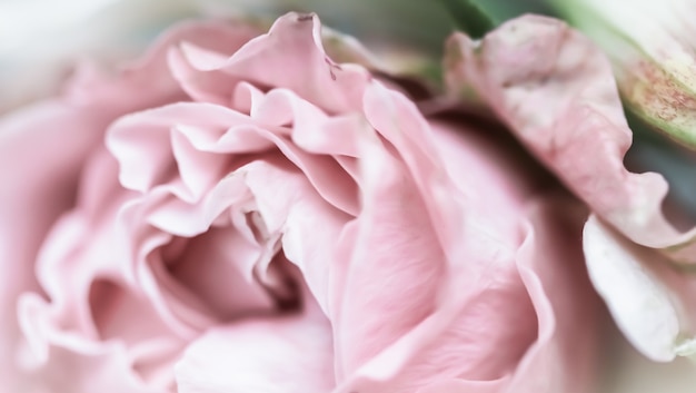 Fondo floral abstracto de enfoque suave rosa rosa flor macro flores telón de fondo para la marca de vacaciones