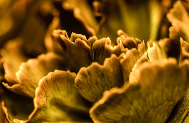 Fondo floral abstracto flor de clavel naranja flores macro telón de fondo para el diseño de la marca de vacaciones