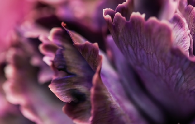 Fondo floral abstracto flor de clavel púrpura flores macro telón de fondo para el diseño de la marca de vacaciones