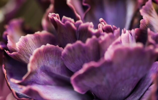 Fondo floral abstracto flor de clavel púrpura flores macro telón de fondo para el diseño de la marca de vacaciones