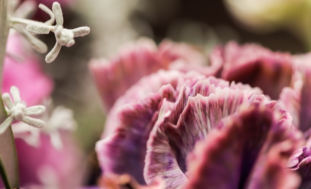 Fondo floral abstracto flor de clavel púrpura flores macro telón de fondo para el diseño de la marca de vacaciones