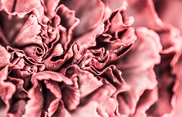 Fondo floral abstracto flor de clavel rosa flores macro telón de fondo para el diseño de la marca de vacaciones