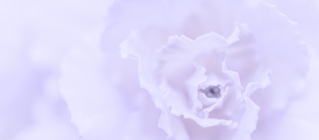 Fondo floral abstracto flor de clavel violeta pálido flores macro telón de fondo para la marca de vacaciones