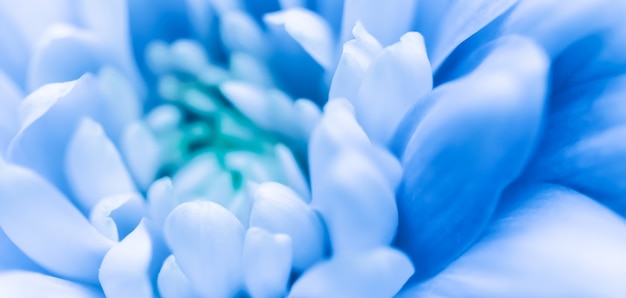 Fondo floral abstracto flor de crisantemo azul flores macro telón de fondo para el diseño de la marca de vacaciones