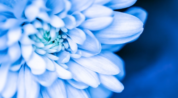 Fondo floral abstracto flor de crisantemo azul flores macro telón de fondo para el diseño de la marca de vacaciones