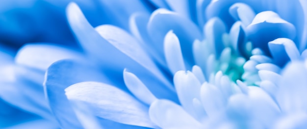 Fondo floral abstracto flor de crisantemo azul flores macro telón de fondo para el diseño de la marca de vacaciones