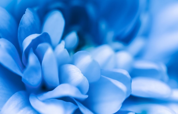 Fondo floral abstracto flor de crisantemo azul Fondo de flores macro para diseño de marca de vacaciones