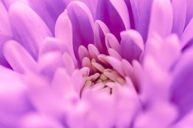 Fondo floral abstracto flor de crisantemo púrpura flores macro telón de fondo para la marca de vacaciones