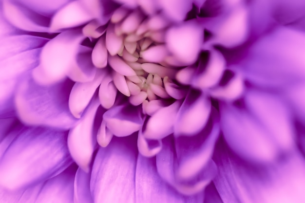 Fondo floral abstracto flor de crisantemo púrpura flores macro telón de fondo para la marca de vacaciones