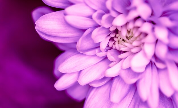 Fondo floral abstracto flor de crisantemo púrpura flores macro telón de fondo para la marca de vacaciones