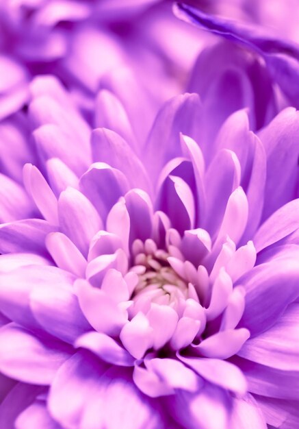 Fondo floral abstracto flor de crisantemo púrpura Fondo de flores macro para el diseño de vacaciones