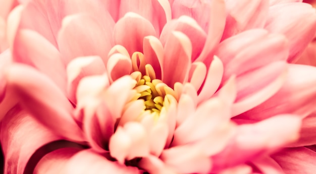 Fondo floral abstracto flor de crisantemo rosa flores macro telón de fondo para el diseño de la marca de vacaciones