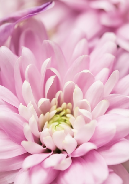 Fondo floral abstracto flor de crisantemo rosa flores macro telón de fondo para el diseño de la marca de vacaciones