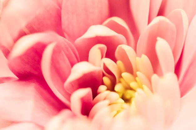 Fondo floral abstracto flor de crisantemo rosa Fondo de flores macro para el diseño de vacaciones