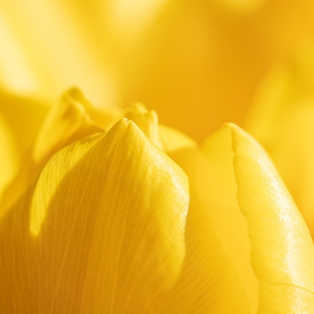 Fondo floral abstracto flor de tulipán amarillo flores macro telón de fondo para el diseño de la marca de vacaciones