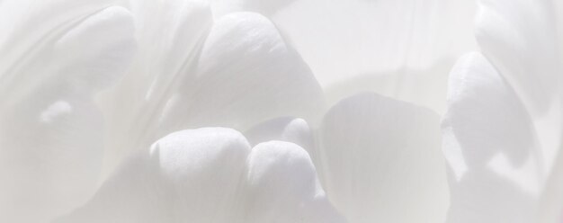 Fondo floral abstracto flor de tulipán blanco Macro flores telón de fondo para el diseño de marca de vacaciones