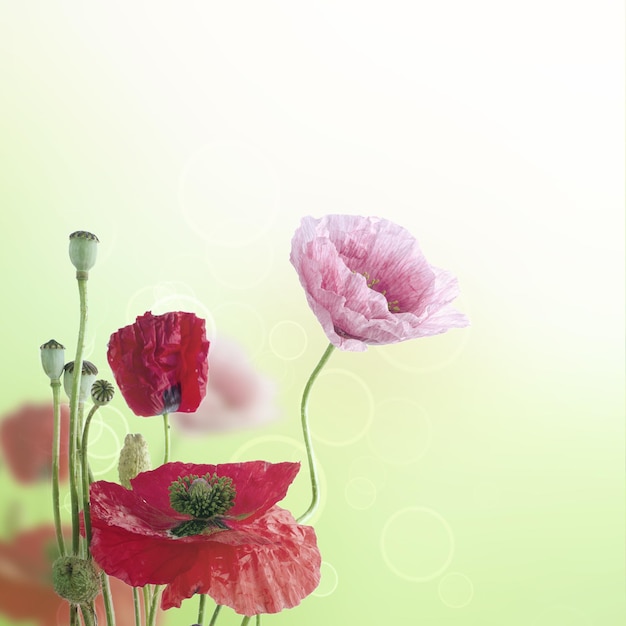 Fondo floral abstracto natural de verano o primavera con un montón de flores de amapola rojas y rosas con espacio para copiar