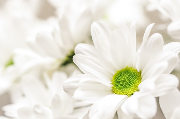 Fondo floral abstracto pétalos de flor de crisantemo blanco flores macro telón de fondo para vacaciones