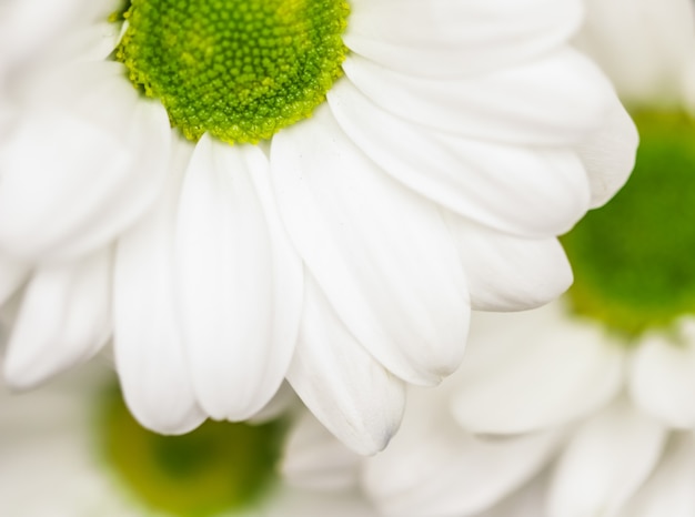 Fondo floral abstracto pétalos de flor de crisantemo blanco flores macro telón de fondo para vacaciones