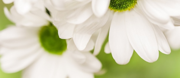 Fondo floral abstracto pétalos de flor de crisantemo blanco flores macro telón de fondo para vacaciones