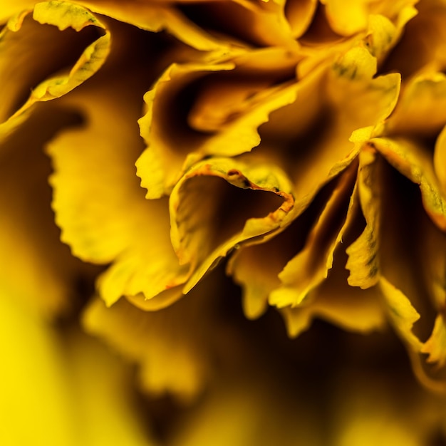 Fondo floral abstracto pétalos de flores de clavel amarillo Fondo de flores macro para el diseño de vacaciones
