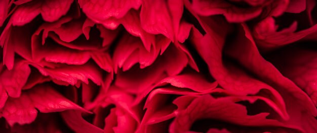 Fondo floral abstracto pétalos de flores de clavel rojo flores macro telón de fondo para la marca de vacaciones