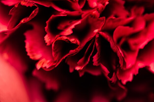 Fondo floral abstracto pétalos de flores de clavel rojo flores macro telón de fondo para la marca de vacaciones