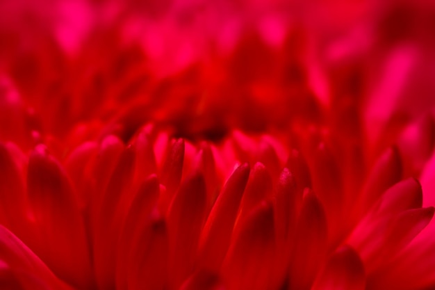 Fondo floral abstracto pétalos de flores de crisantemo rojo