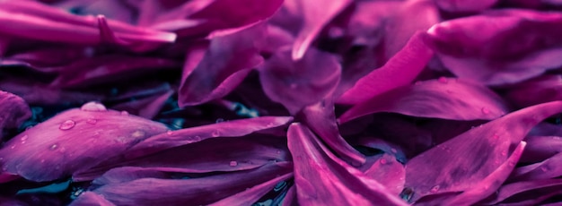 Fondo floral abstracto pétalos de flores moradas en agua