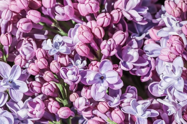Fondo floral abstracto, rama floreciente, felpa púrpura Pétalos de flores lilas. Telón de fondo de flores macro para el diseño de la marca de vacaciones. Enfoque suave