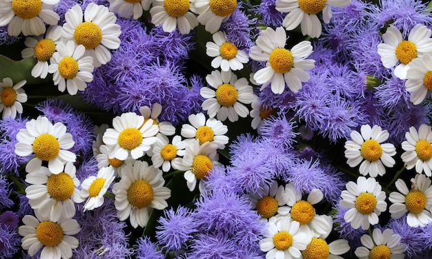 Fondo floral de ageratum púrpura y margaritas