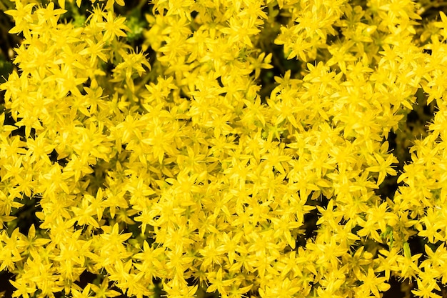 Fondo floral amarillo de muchas pequeñas flores en abundancia. Vista superior de textura florística de primavera con espacio vacío.