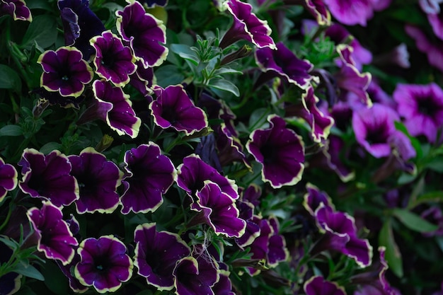 Fondo floral, arbustos de petunia exuberantes y coloridos en flor en un lecho de flores, día soleado