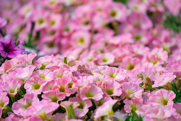 Fondo floral, arbustos de petunia exuberantes y coloridos en flor en un lecho de flores, día soleado