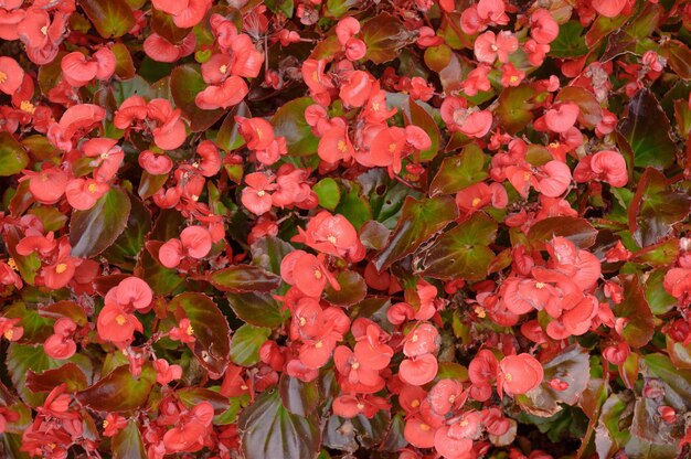 Fondo floral de begonia roja sobre un césped.