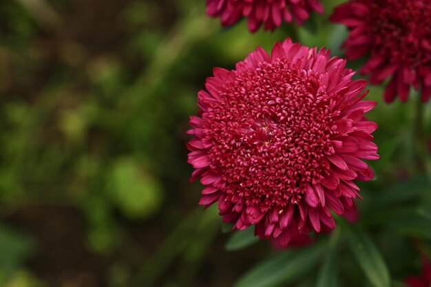 Foto fondo floral borroso con enfoque selectivo suave crisantemos en el fondo de verano del jardín