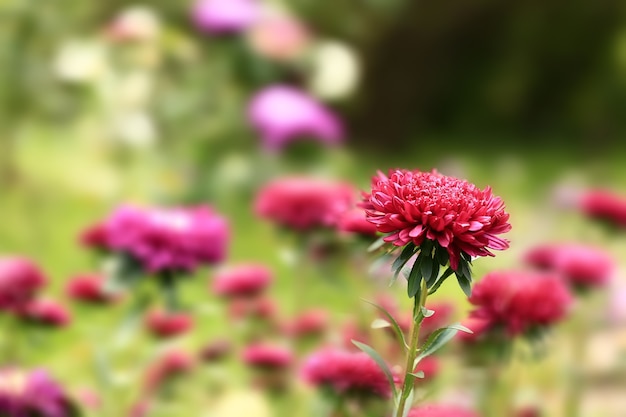 Fondo floral borroso con enfoque selectivo suave. crisantemos en el jardín. fondo de verano